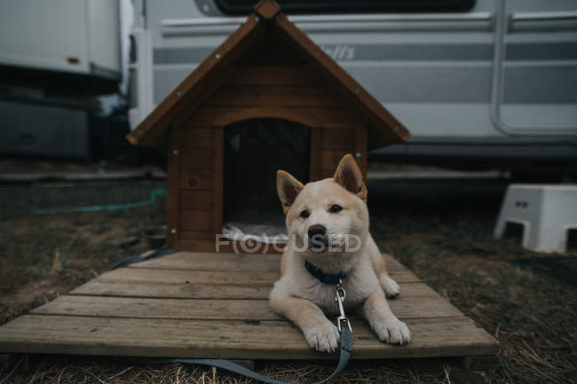 Fluffy dog on leash lying on desks — Stock Photo