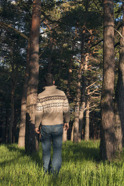 Vista trasera del hombre caminando en el bosque y disfrutando de la tarde soleada - foto de stock