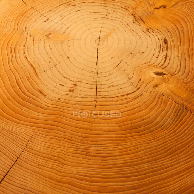 Close up view of rings of old tree with checks — Stock Photo