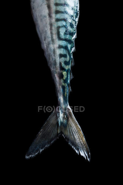 Crop sgombro coda di pesce su sfondo nero . — Foto stock