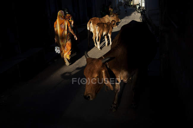 Vista posteriore della donna che cammina per strada con il bestiame intorno . — Foto stock