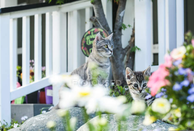 Gatito y gato gris sentado en el jardín - foto de stock