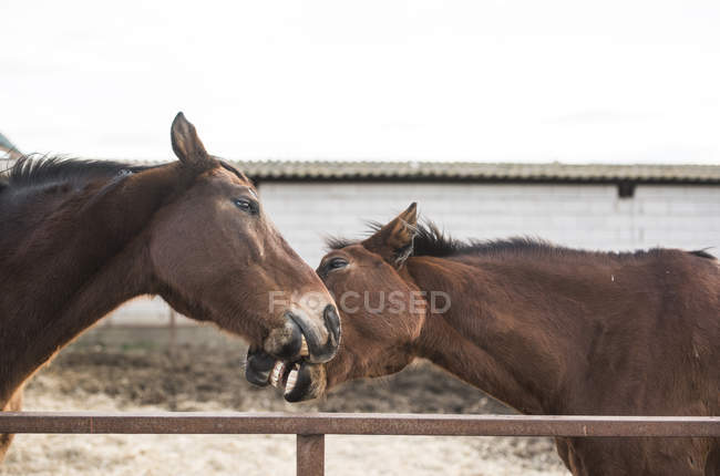 Close up view of two playful horses in enclosed pasture. — Stock Photo