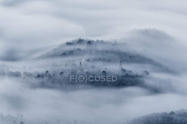 Brouillard couvrant les arbres sur la colline — Photo de stock