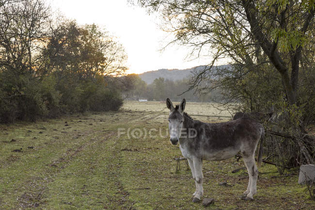 Vista lateral do burro em pé no campo rural ao amanhecer e olhando para a câmera — Fotografia de Stock
