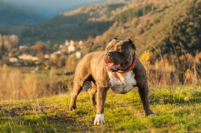 Wachsame amerikanische Bulldogge steht auf Gras im Freien — Stockfoto