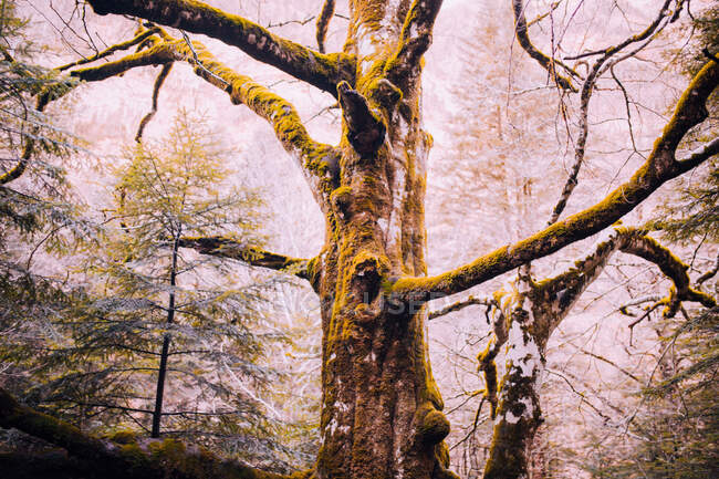 Vecchio albero coperto di muschio in piedi nella foresta. All'aperto orizzontale girato — Foto stock