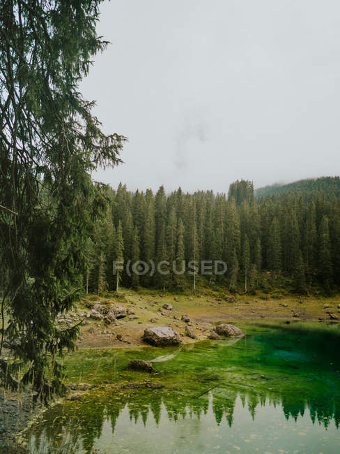 Landscape with ever-green trees on lake shore — Stock Photo