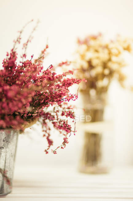 Primo piano di fiori selvatici rosa su sfondo sfocato — Foto stock