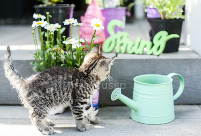 Gatito jugando en jardín - foto de stock