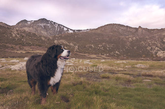 Bernese mountain dog in valley with snowy mountains — Stock Photo