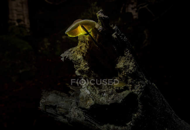 Champiñón brillante creciendo en una roca - foto de stock