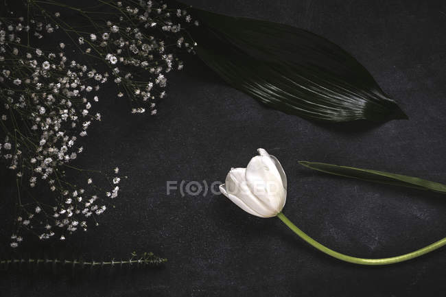 Fond floral créatif avec des tulipes blanches et branche de petites fleurs blanches sur la surface de la pierre — Photo de stock