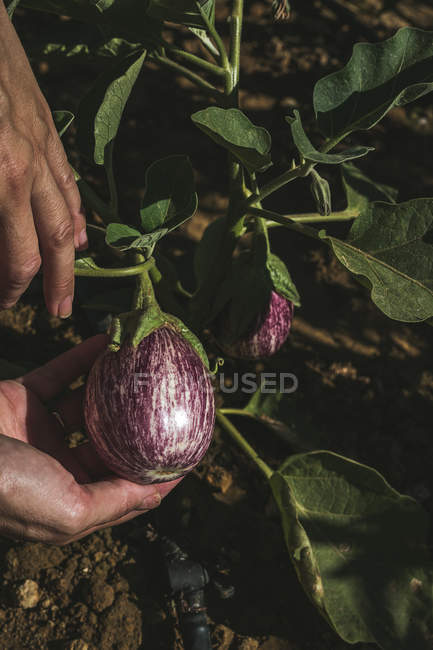 Крупным планом человеческих рук, смотрящих на спелые баклажаны в саду — стоковое фото