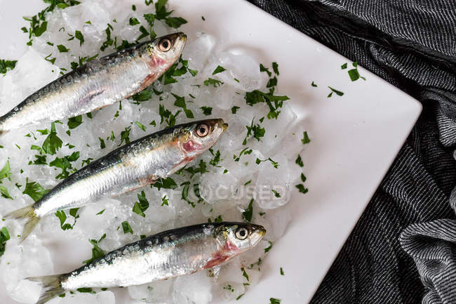 Fresh anchovy on plate with ice crash and parsley — Stock Photo