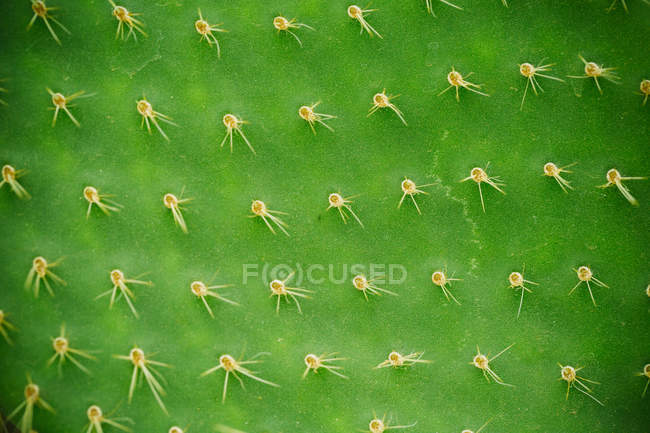 Fotograma completo de cactus con espinas - foto de stock
