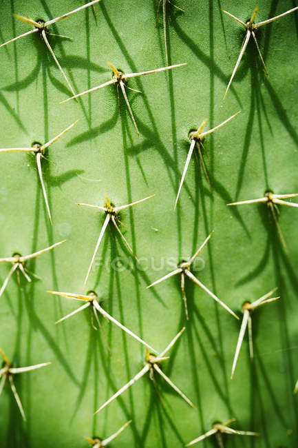 Cuadro completo de tronco de cactus con espinas - foto de stock