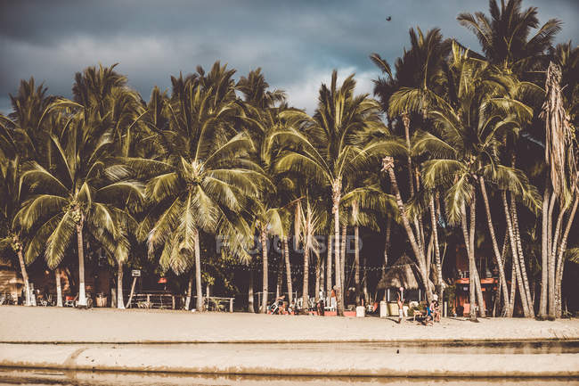 Paisaje de palmeras en línea en la playa en trópicos - foto de stock