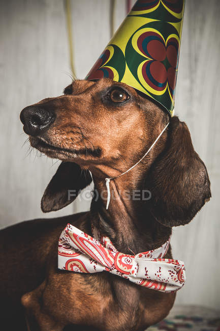 Portrait of Dachshund in bow tie and paper cone — Stock Photo