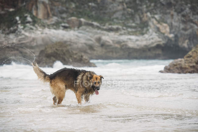 Пастушья собака играет волнами на пляже — стоковое фото