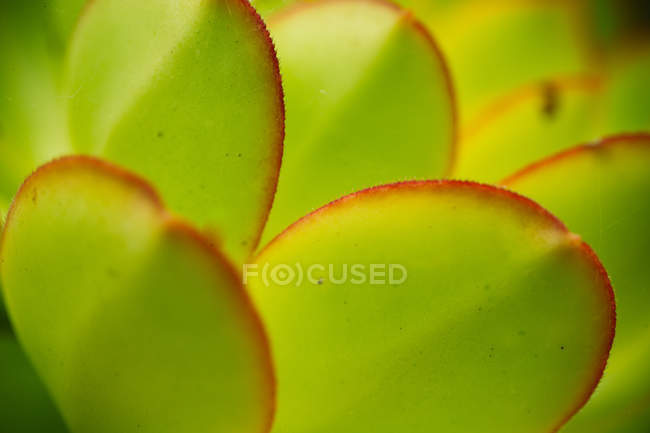 Полный кадр с подсветкой зеленых листьев — стоковое фото