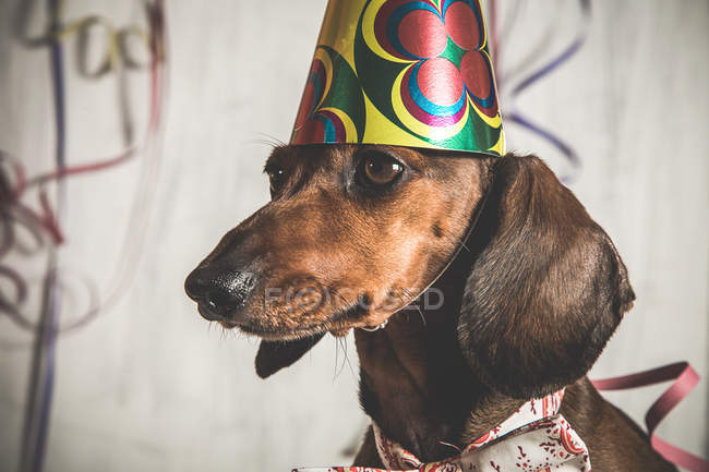 Portrait of Dachshund in  paper cone — Stock Photo
