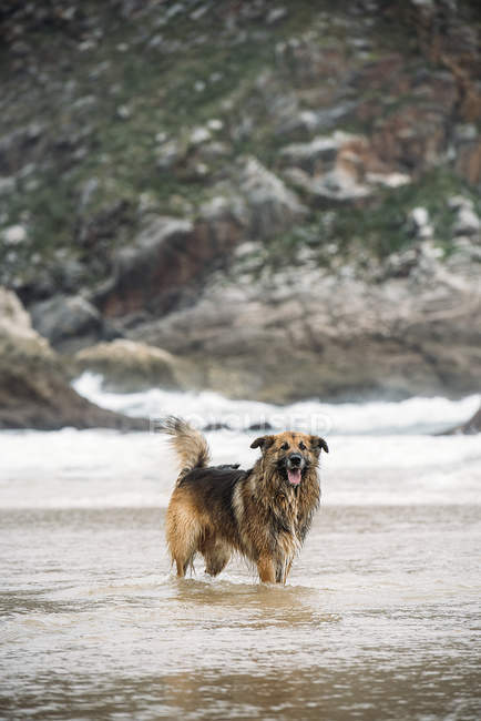 Schäferhund steht im Wasser und blickt in Kamera. — Stockfoto