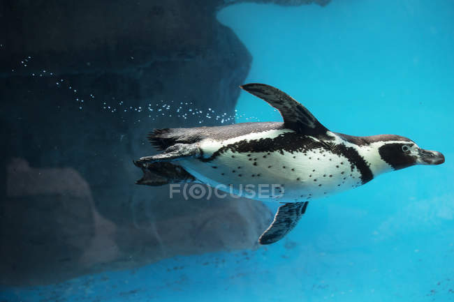 Vista lateral del pingüino nadando bajo el agua
. - foto de stock