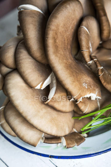 Крупный план грибов плевротуса на тарелке — стоковое фото