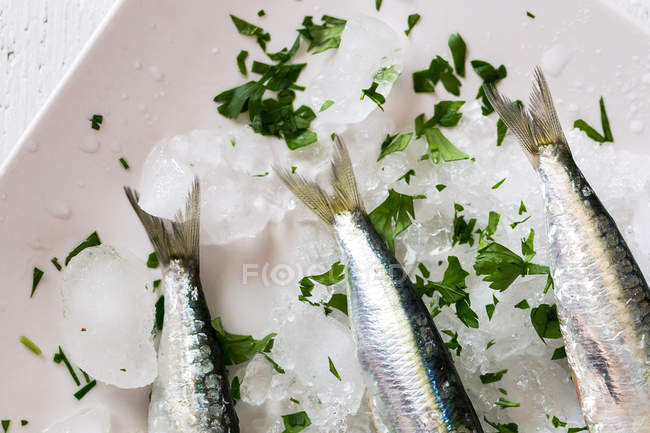 Crop anchovy tails on ice with sliced parsley — Stock Photo