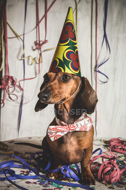 Front view of Dachshund in bow tie and paper cone — Stock Photo