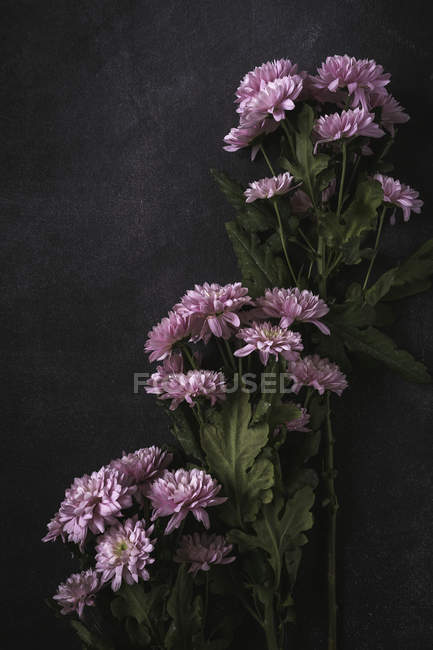 Top view of pink daisies lying on stone surface — Stock Photo