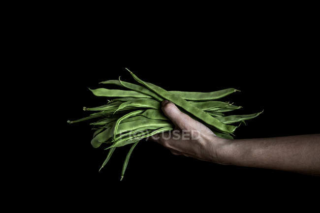 Hand with bunch of bean pods — Stock Photo