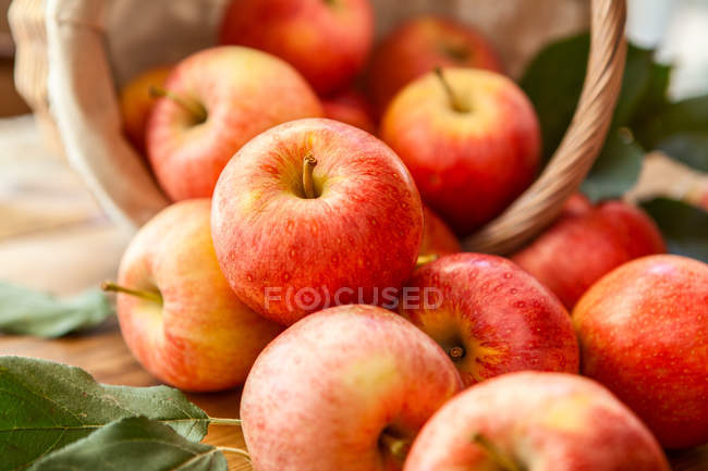 Primer plano de las manzanas rojas frescas recogidas que caen de la cesta - foto de stock