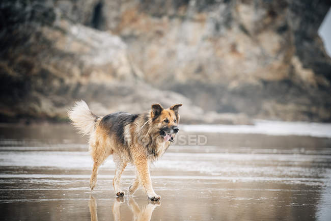 Вид сбоку на пастушью собаку, бегущую по мокрому песку — стоковое фото