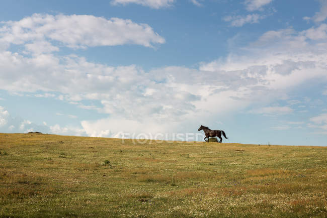 Course de chevaux sur prairie — Photo de stock