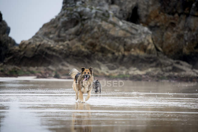 Пастушья собака бегает по песчаному пляжу — стоковое фото