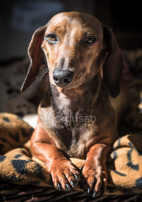 Retrato de lindo perro beagle - foto de stock