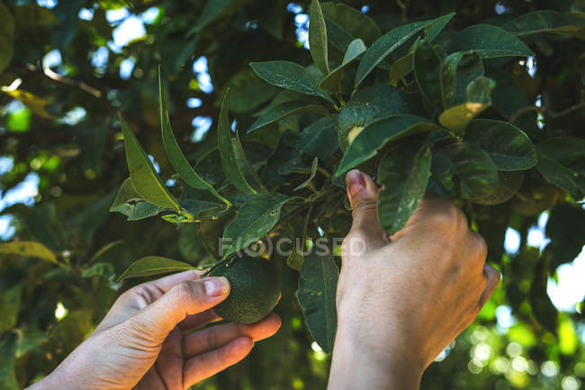 Gros plan des mains humaines cueillant des citrons verts dans les arbres — Photo de stock