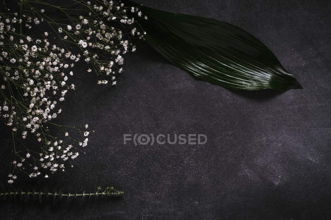 Vista superior de la hoja de palma tropical y rama de pequeñas flores blancas en la superficie oscura - foto de stock
