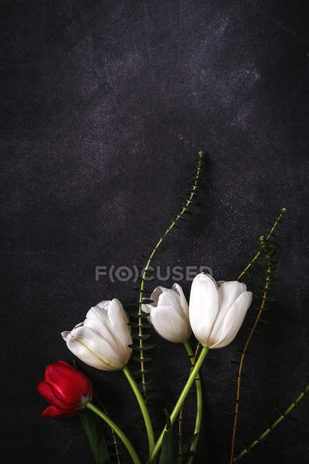 Квітковий візерунок з червоними та білими тюльпани і зеленого листя на чорному фоні — стокове фото