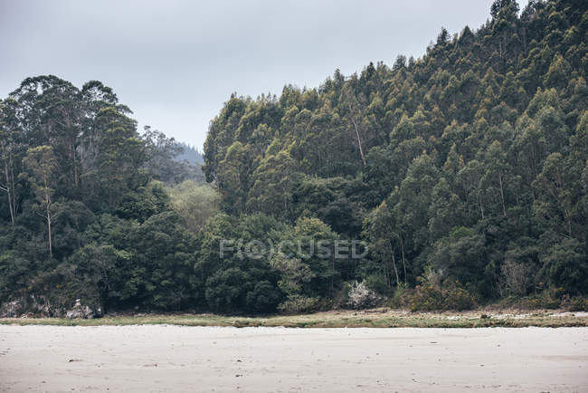 Horizontale Außenaufnahme der grünen Waldlandschaft an bewölkten Tagen — Stockfoto