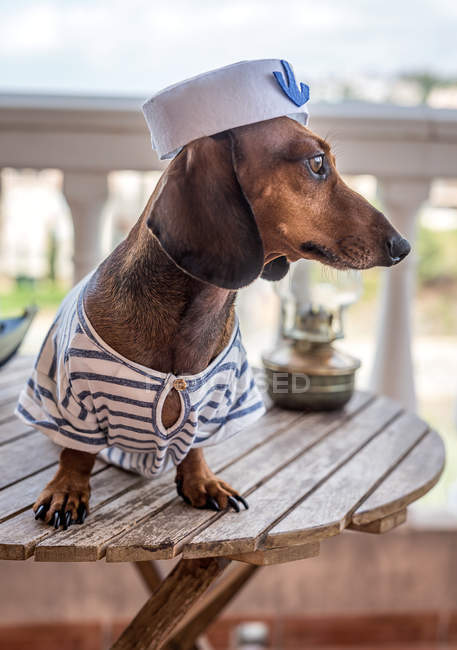 Dachshund chien en costume de marin — Photo de stock