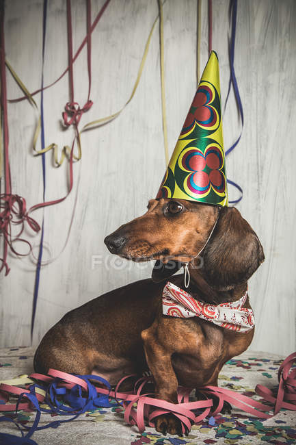 Portrait of Dachshund dog in bow tie and paper cone among serpentine — Stock Photo