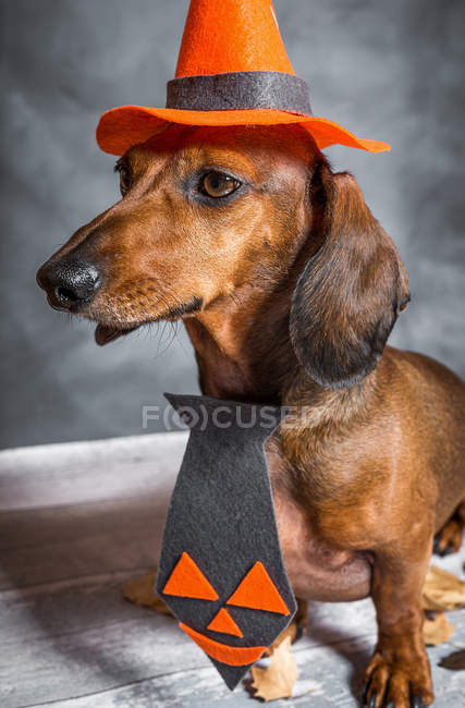 Portrait of Dachshund dog in tie and Halloween cone — Stock Photo