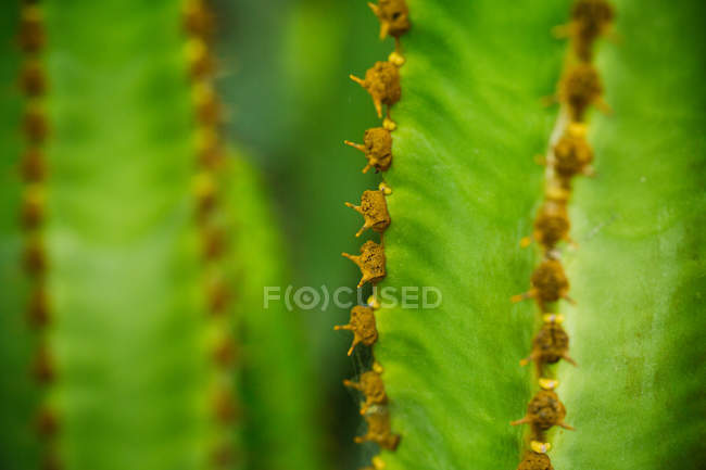 Close up view of of cacti trunk with thorns — Stock Photo