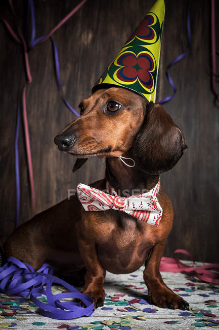 Собака в конусовой шляпе на день рождения — стоковое фото