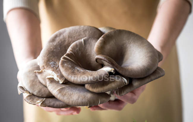 Крупный план женских рук с грибами плеврота — стоковое фото