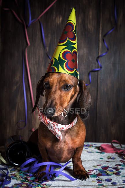 Дахшунд собака в конусному капелюсі на день народження — стокове фото