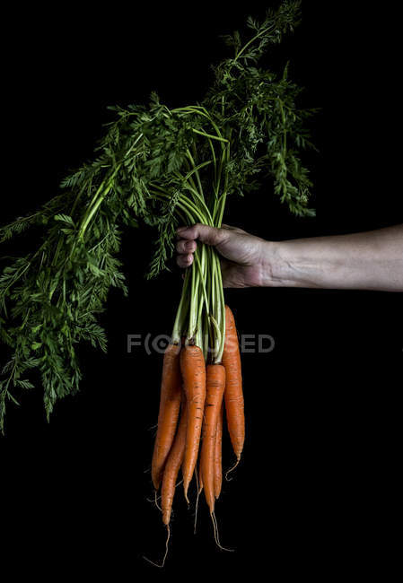 Hand with bunch of orange carrots — Stock Photo